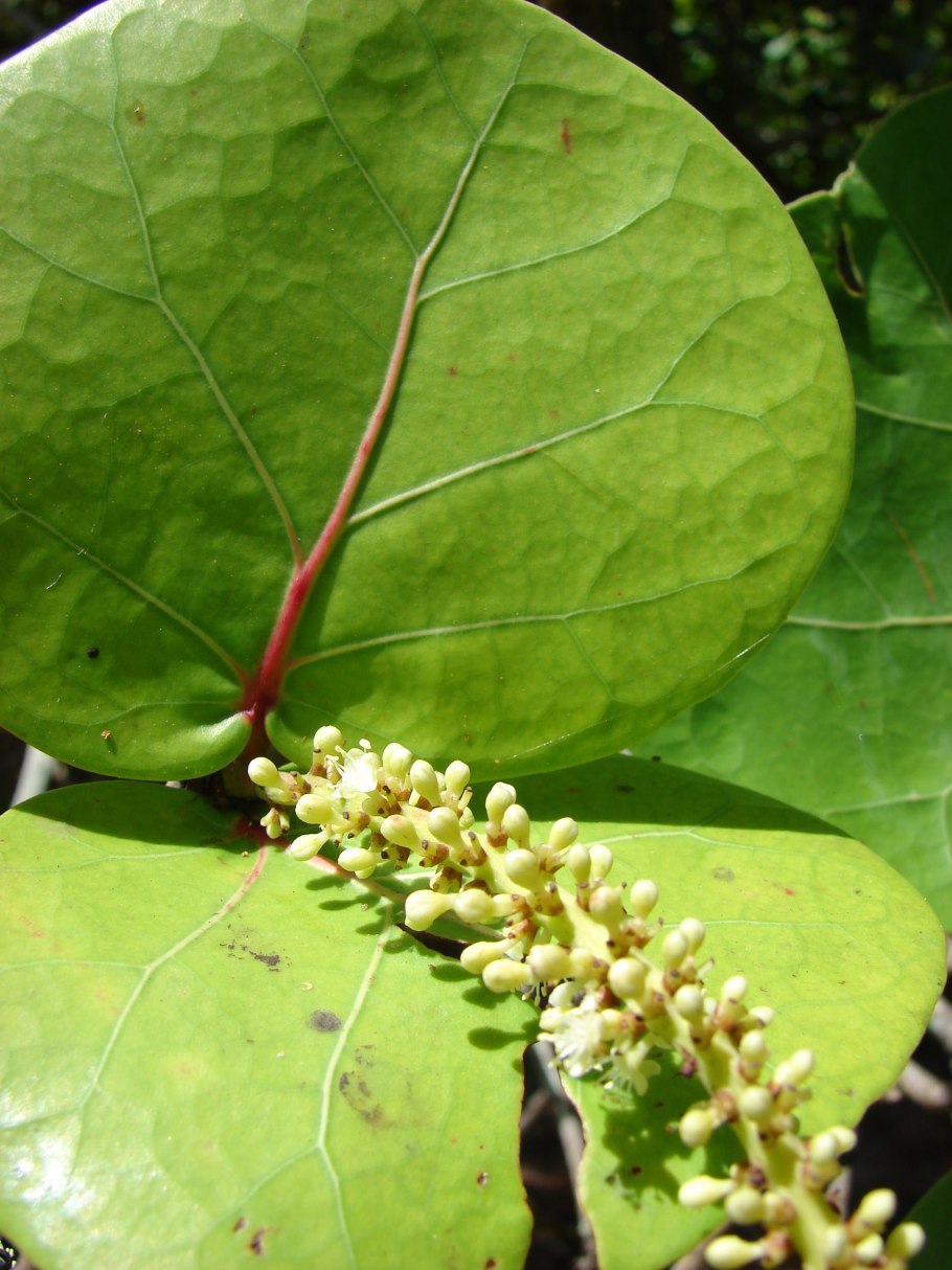 Variegated Sea grape Кокколоба