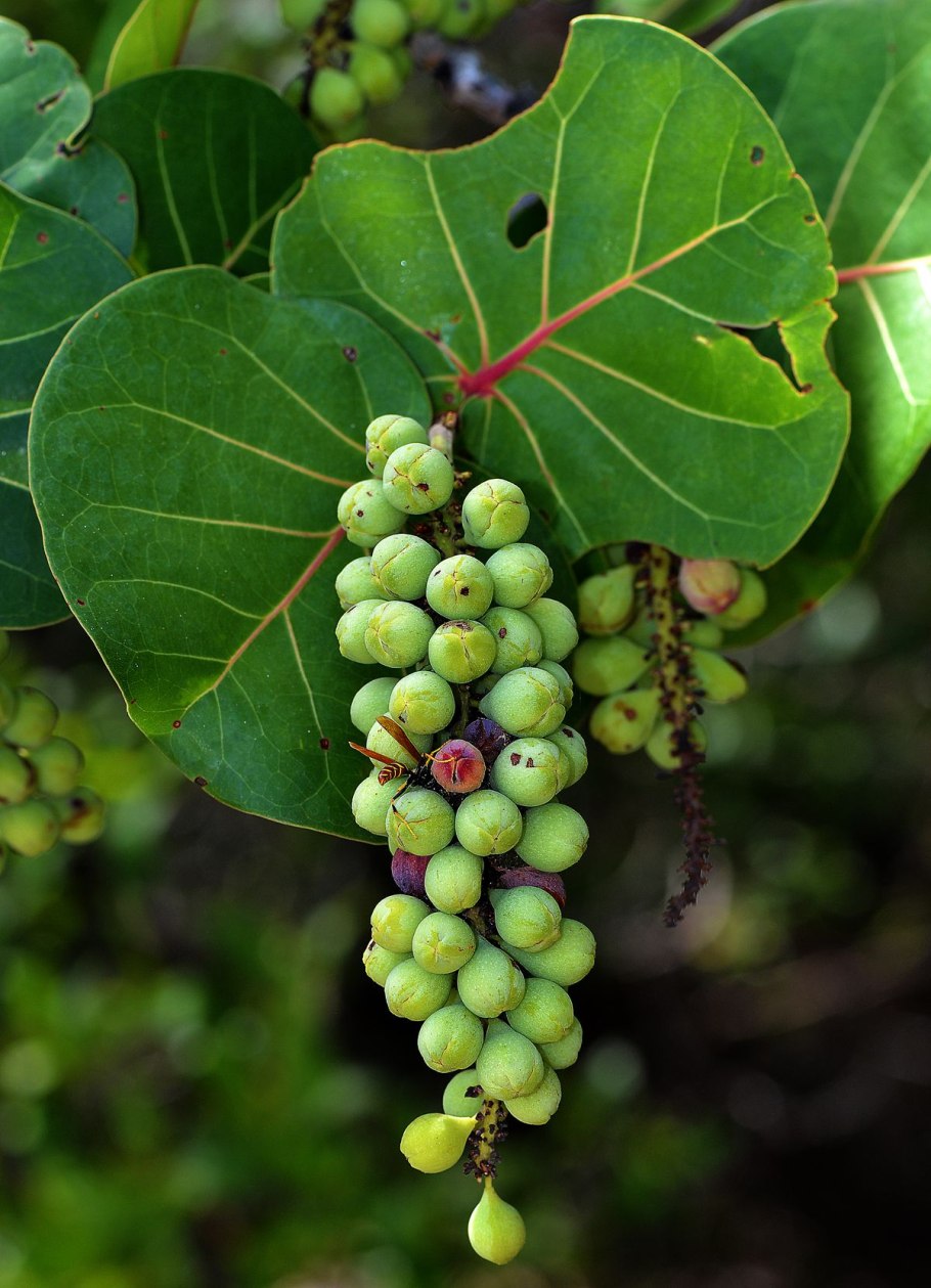 Coccoloba gigantifolia дерево