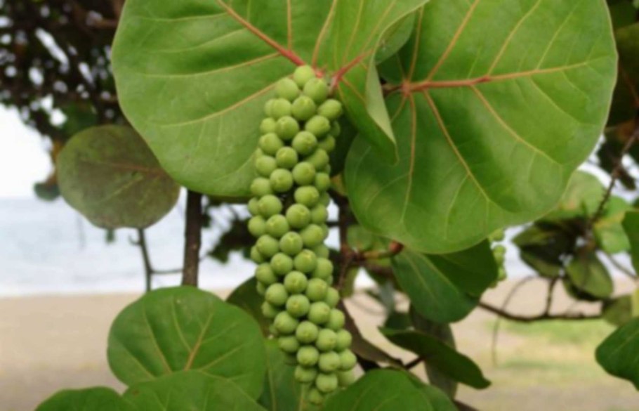 Кокколоба ягодоносная морской виноград