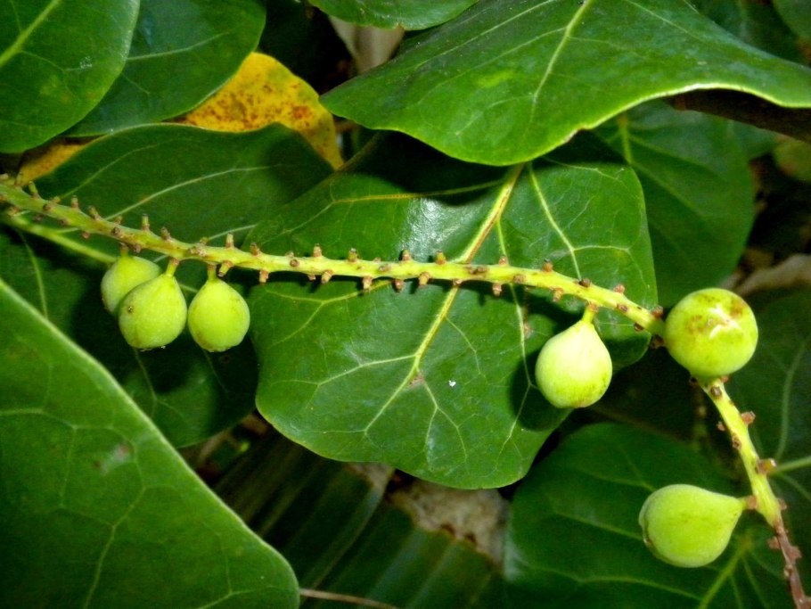 Кокколоба вариегатная