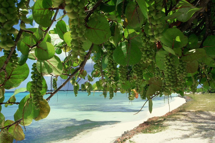 Морской виноград кокколоба