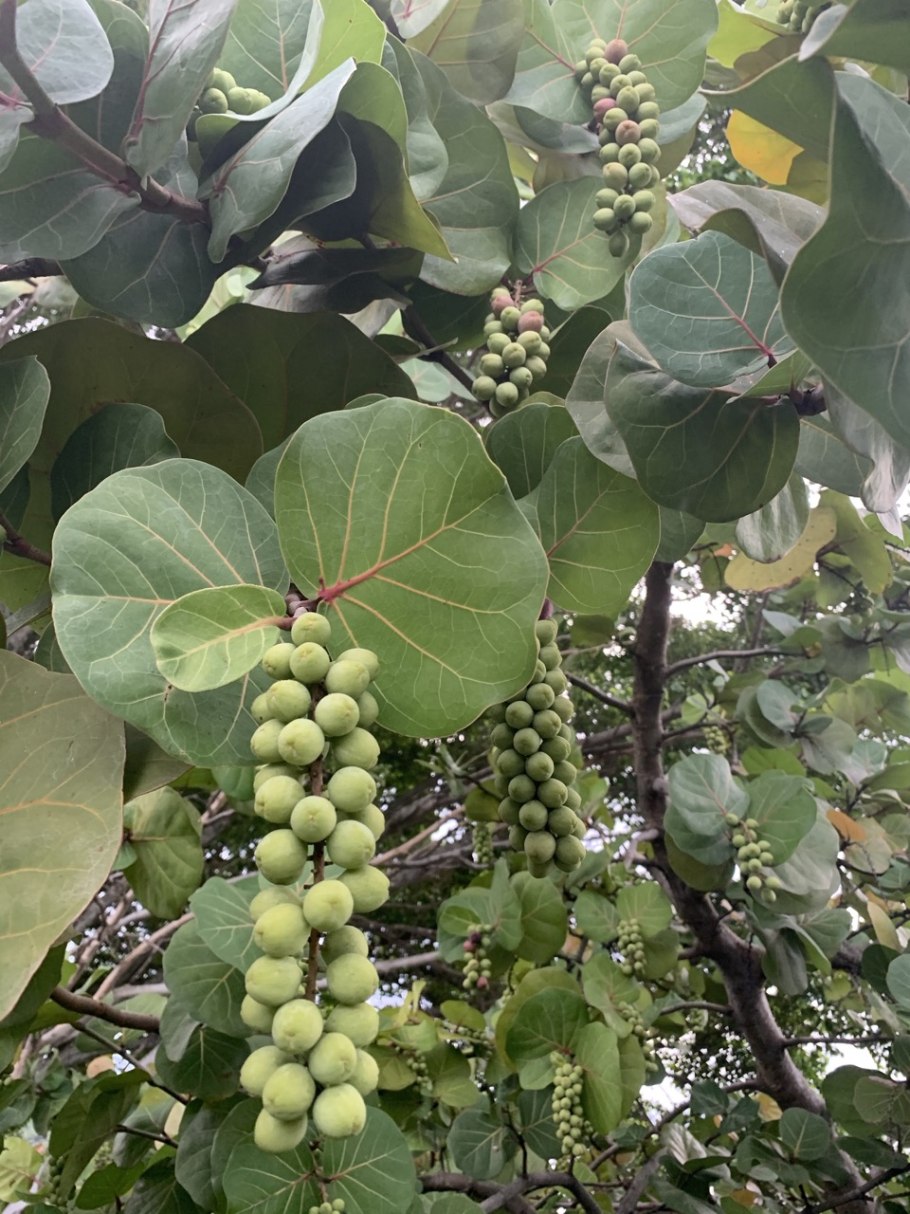 Фикус Кокколоба