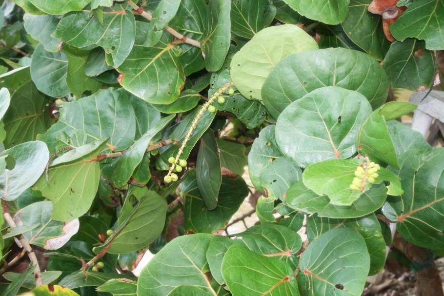Coccoloba uvifera