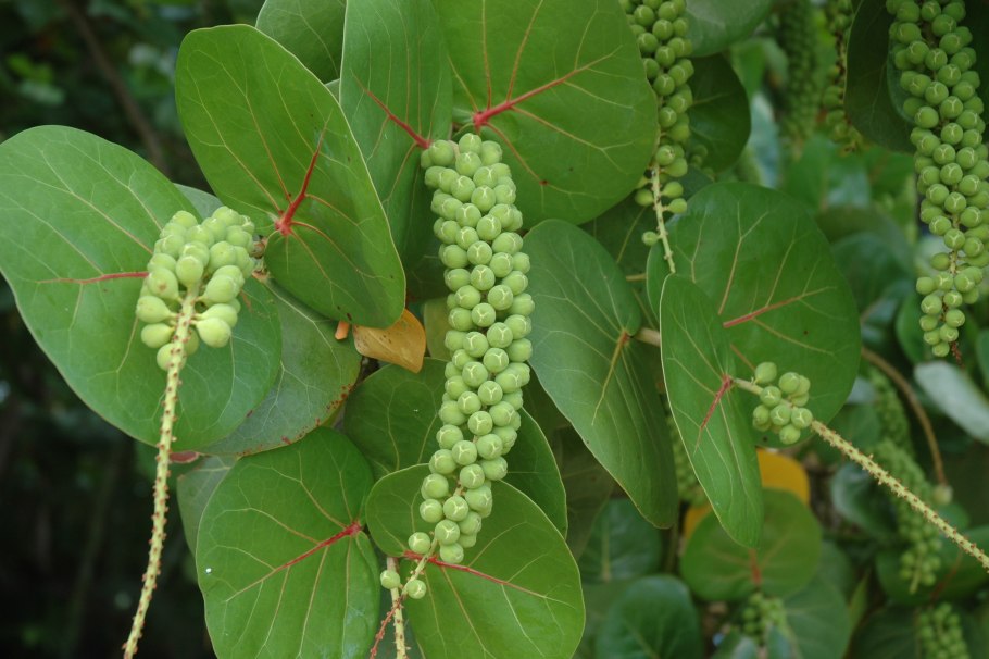 Кокколоба ягодоносная