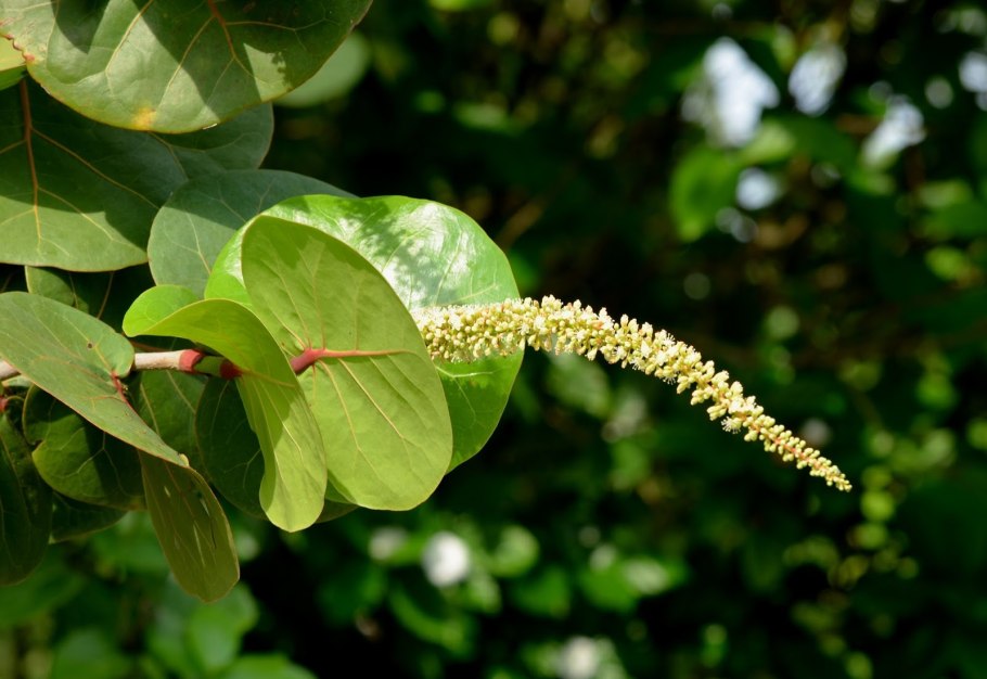 Кокколоба ягодоносная