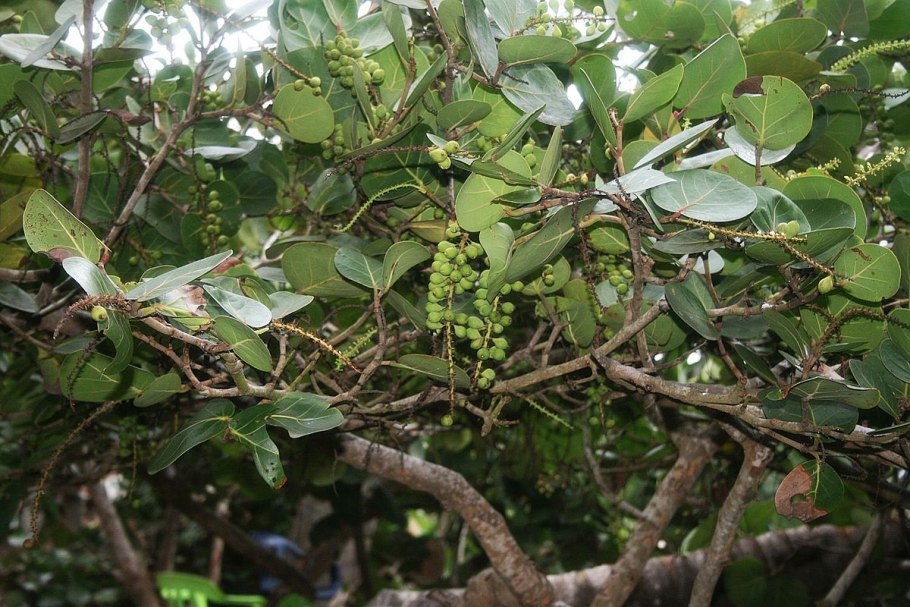 Coccoloba uvifera