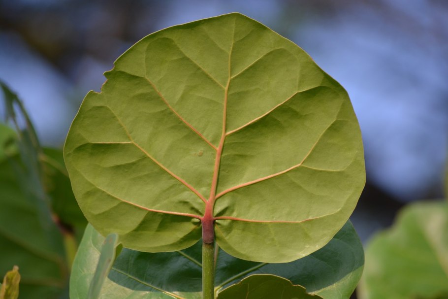 Coccoloba gigantifolia