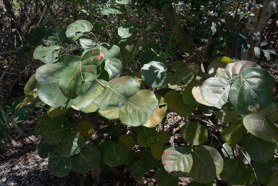 Кокколоба ягодоносная