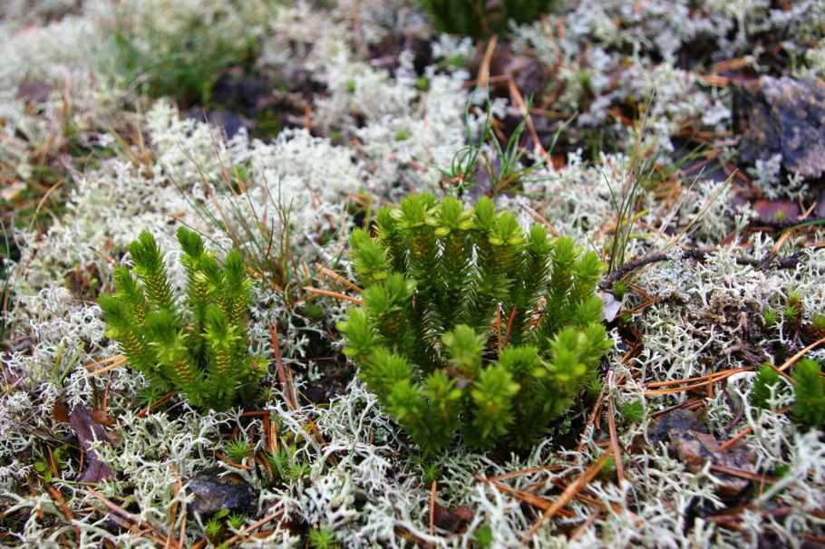 Lycopodium juniperoideum