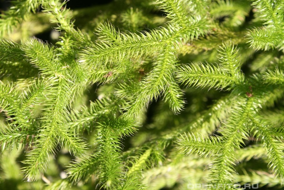 Lycopodium juniperoideum