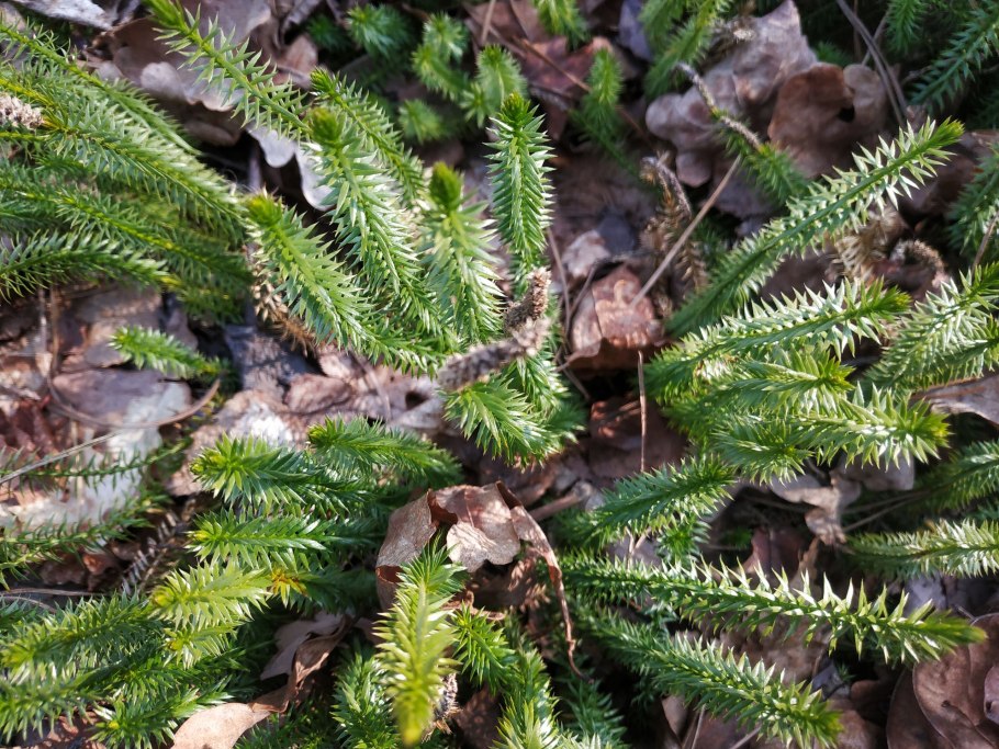 Плаун булавовидный листья