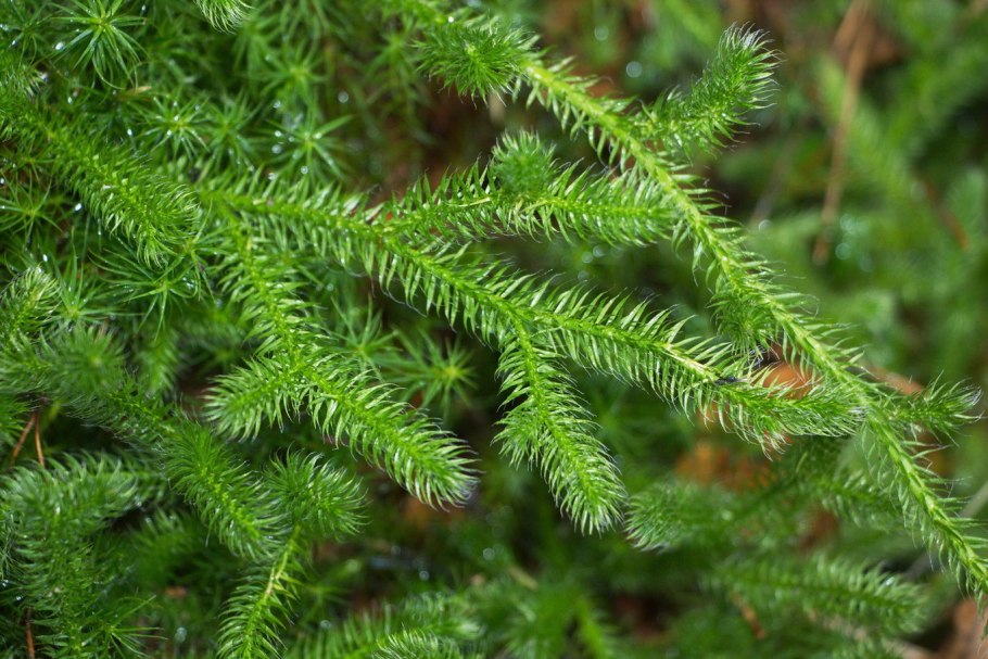 Баранец обыкновенный смола