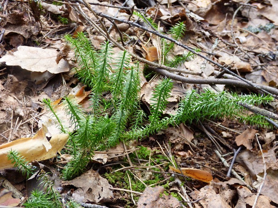 Баранец обыкновенный плаун
