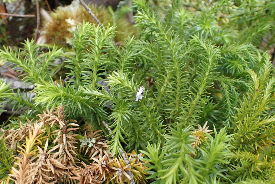 Phlegmariurus carinatus