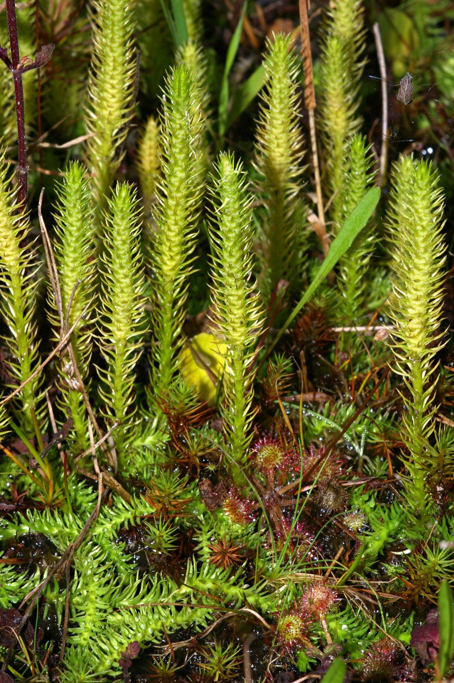 Lycopodium annotinum