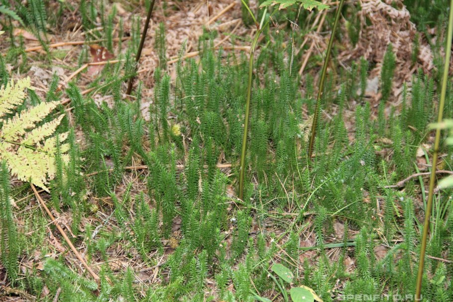 Мох Лесной хвощ