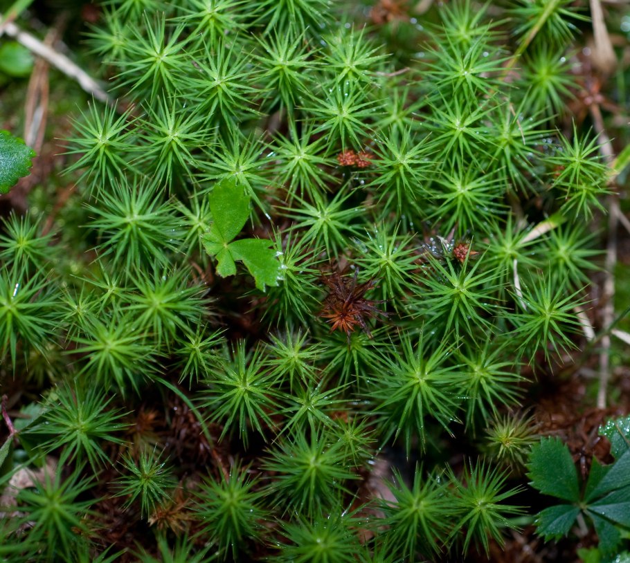 Политрихум можжевельниковый мох