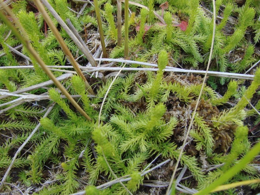 Плаун топяной