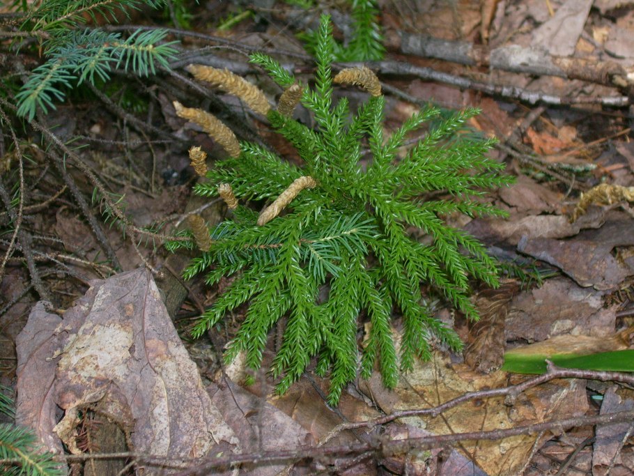 Lycopodium obscurum