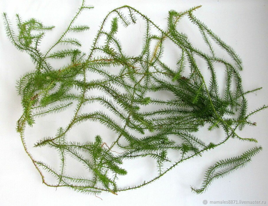 Пыльца плауна