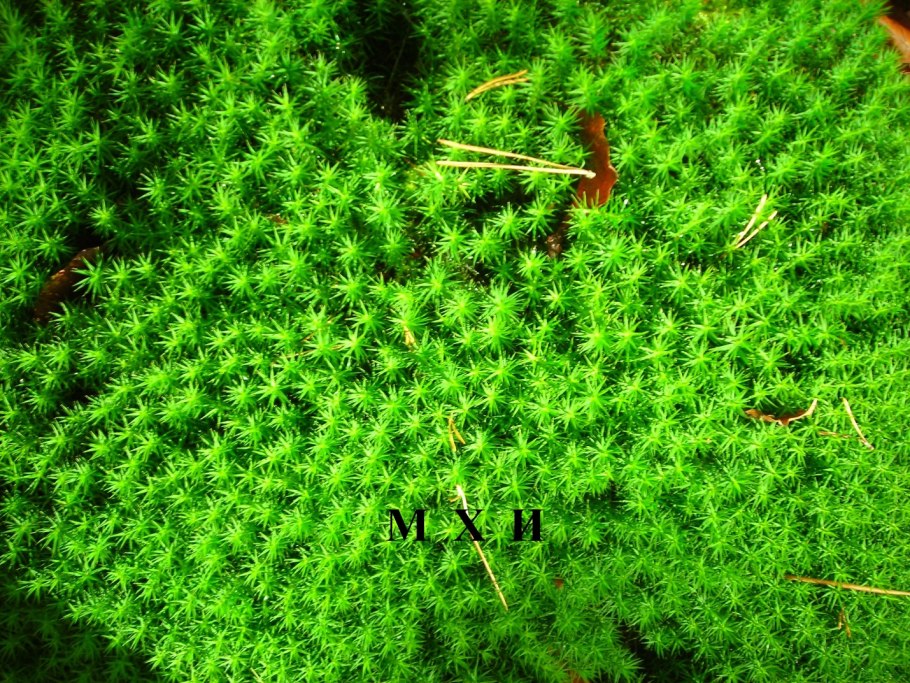 Сфагновые мхи