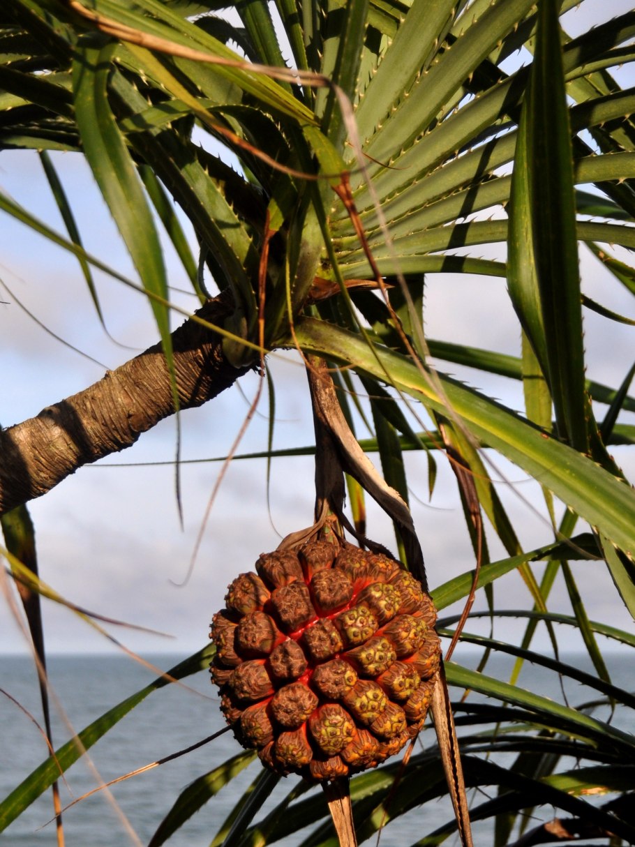 Pandanus tectorius