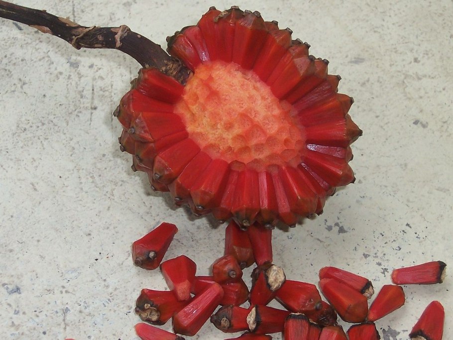 Pandanus odoratissimus