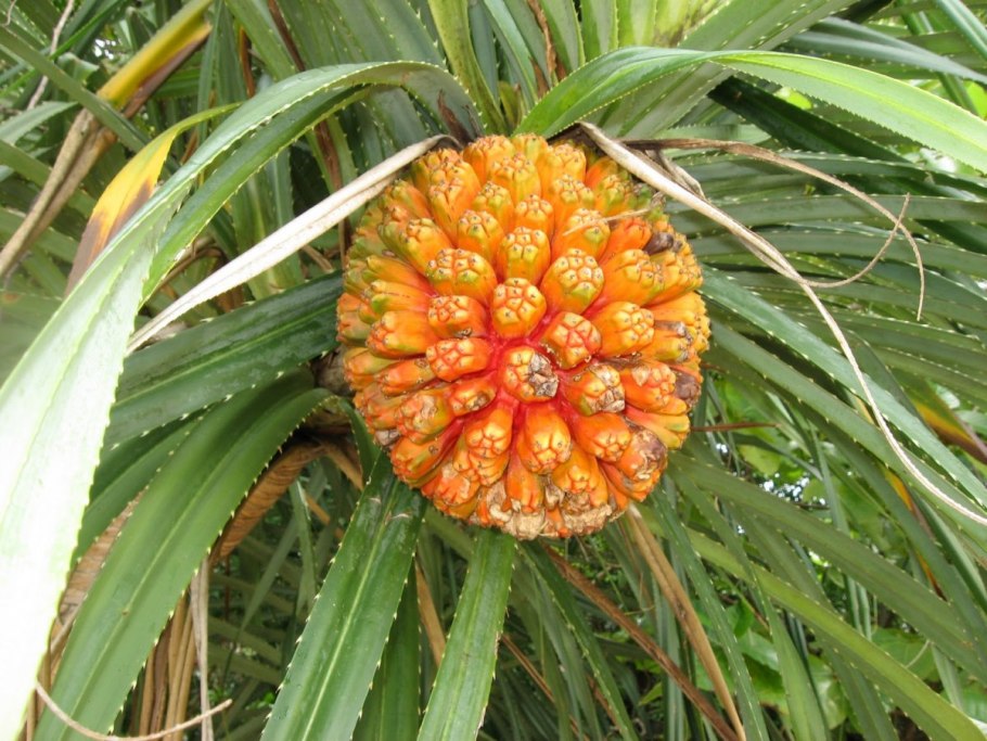 Пандан ароматнейший цветок