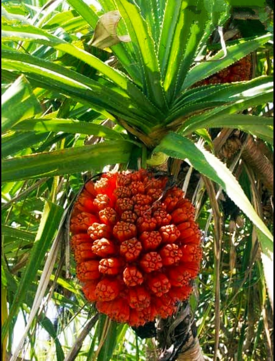 Пандан (хала)