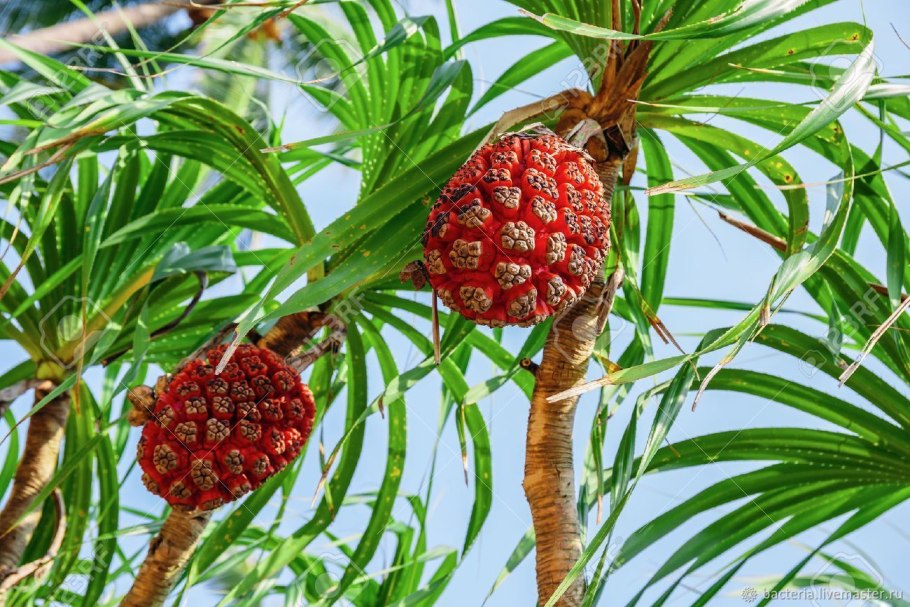 Пальма винтовая панданус Вейча