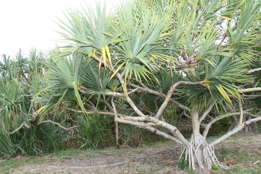 Pandanus utilis