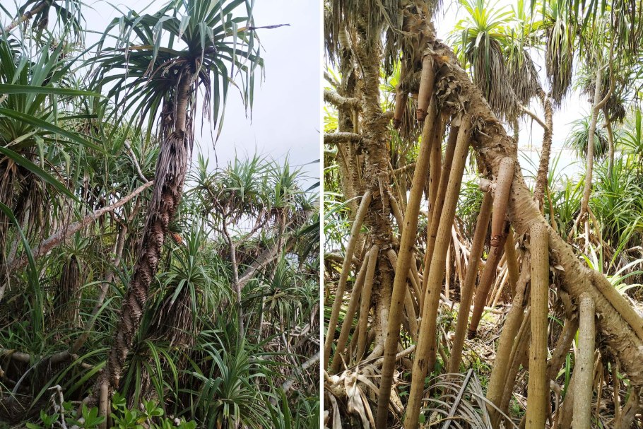 Панданус Вейча