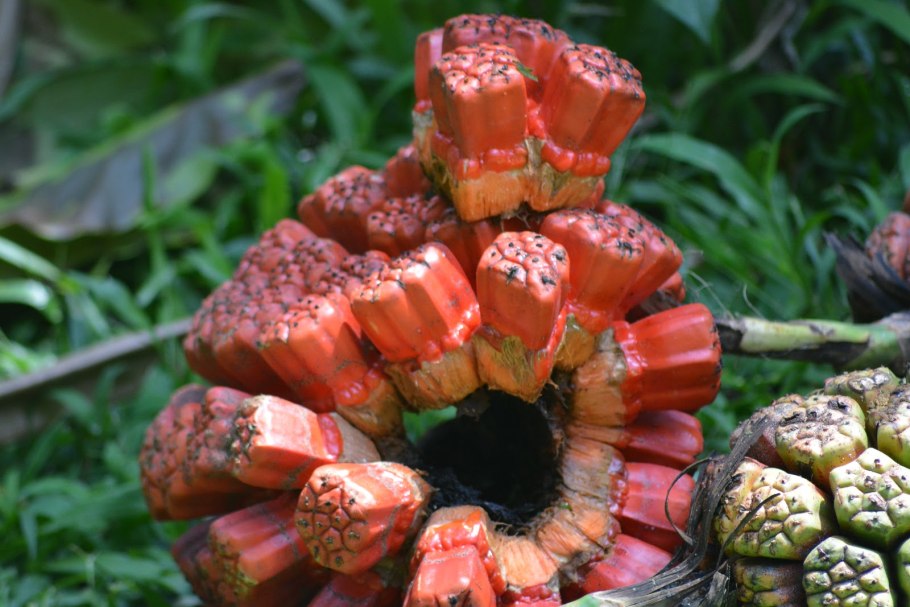 Панданус дерево