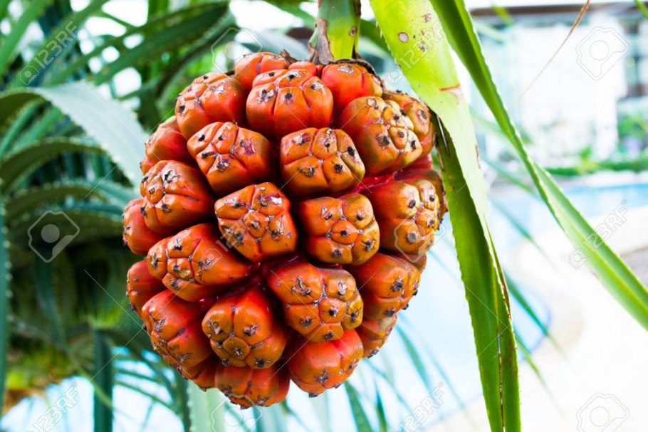 Панданус фрукт