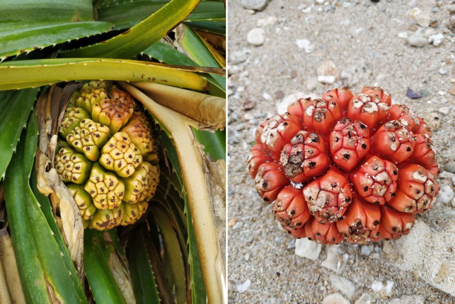 Пандан в разрезе