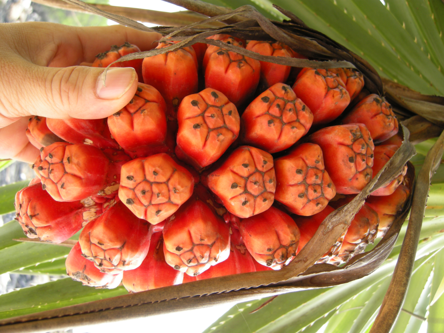 Пандан плод