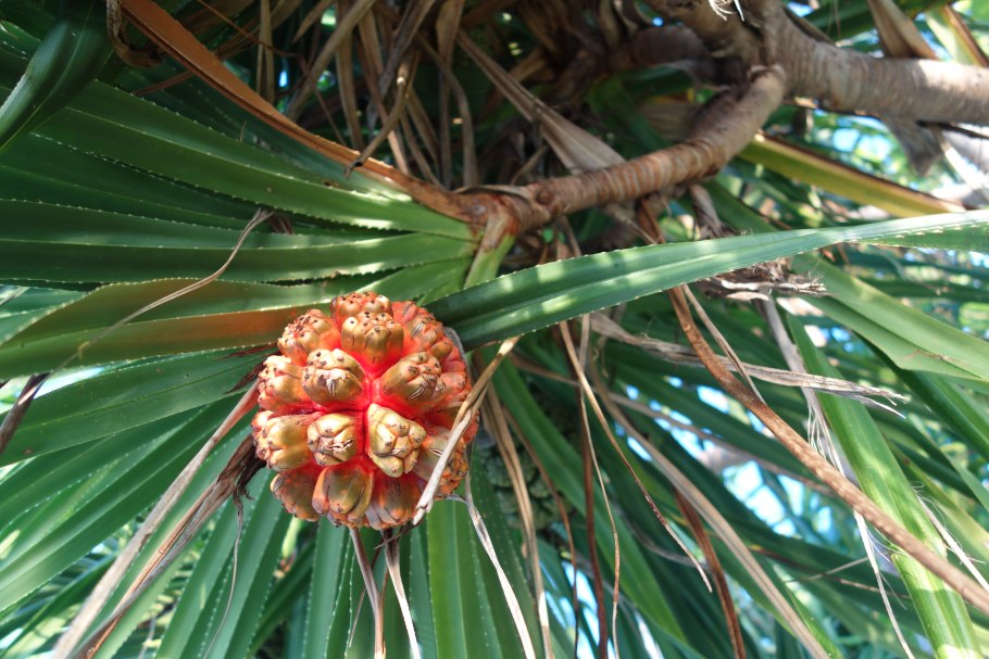 Пандан плод