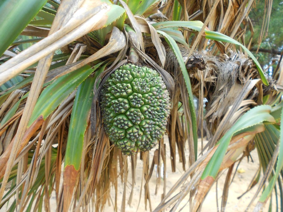 Панданус ароматнейший Pandanus odorifer цветет