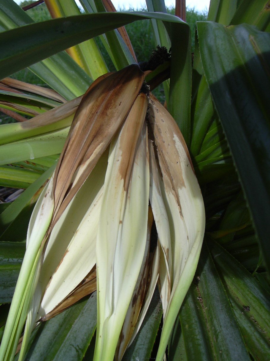 Растительный афродизиак