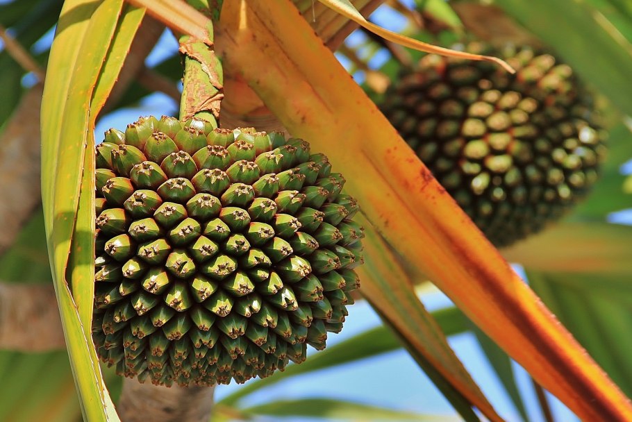 Панданус полосатый