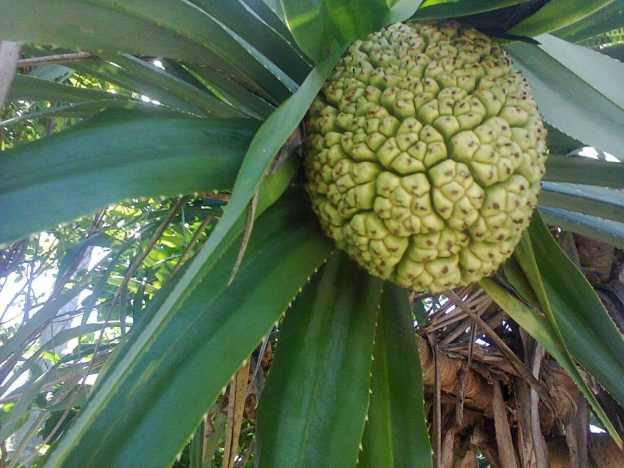 Панданус вейча