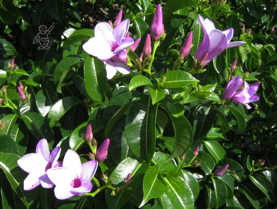 Cryptostegia grandiflora