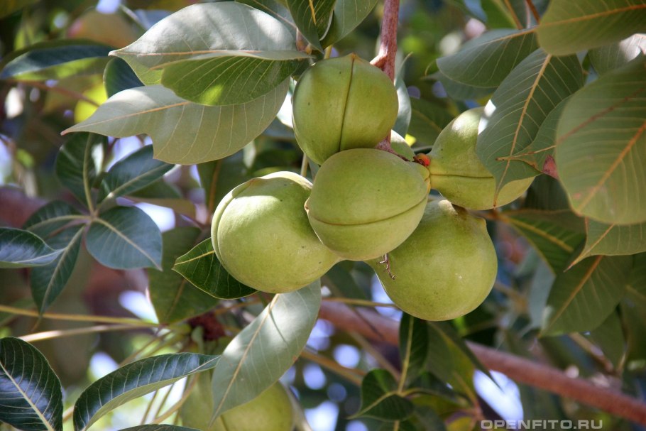 Алламанда черри
