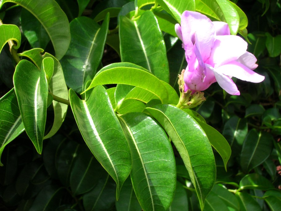 Криптостегия Мадагаскарская