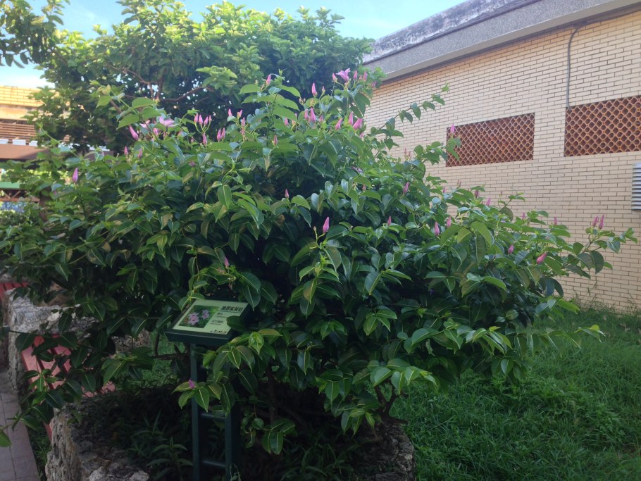 Tecomanthe speciosa (Текоманте)