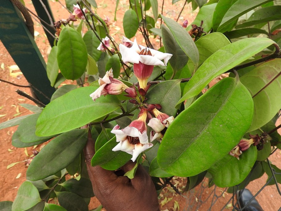 Криптостегия. Cryptostegia grandiflora