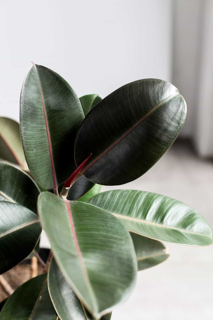 Каучуконосный фикус