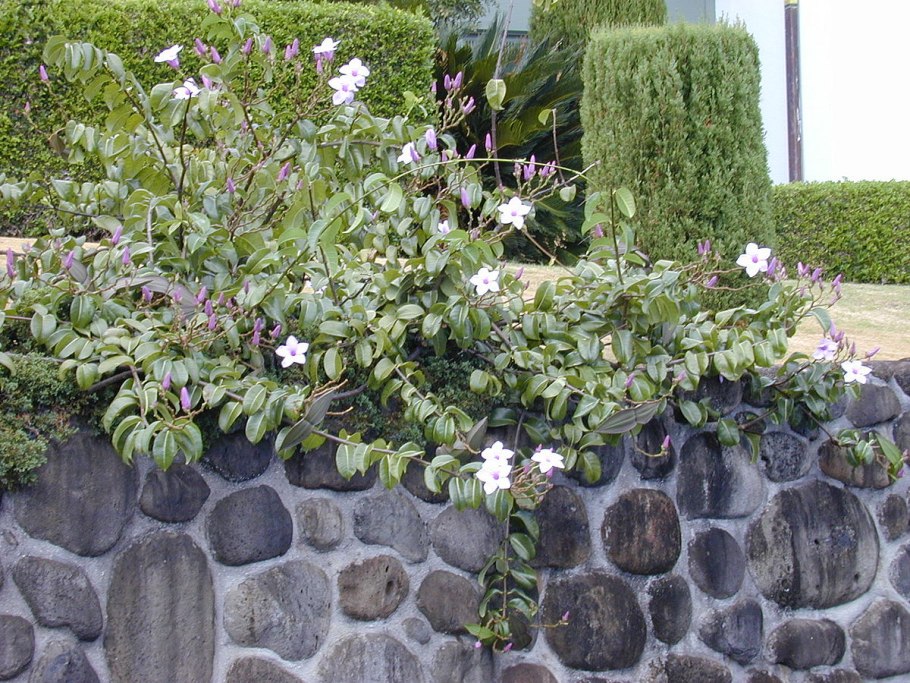 Фикус эластика Абиджан как цветет