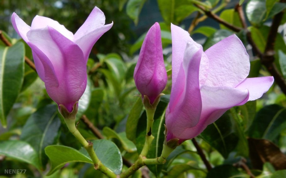 Криптостегия Мадагаскарская