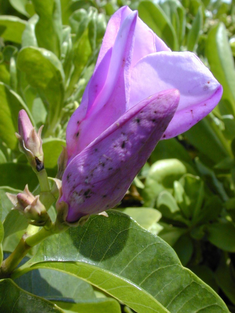 Криптостегия Мадагаскарская